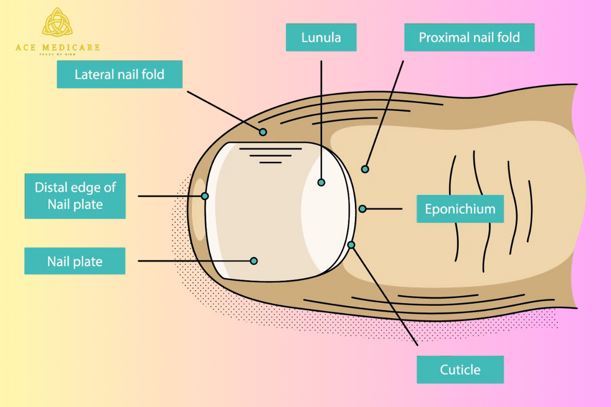 Common Nail Conditions That May Require Surgery: Understanding Treatment Options and Costs